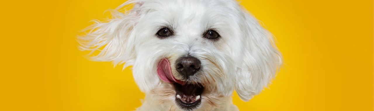Dog health brand YuMOVE taps into pandemic pet boom